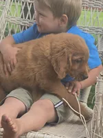 Cinnamon, a male Golden Retriever for sale in Lublin, WI – 7 of 7