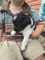 Luca, a male Rat Terrier and Chihuahua for sale in Lublin, WI – 3 of 5