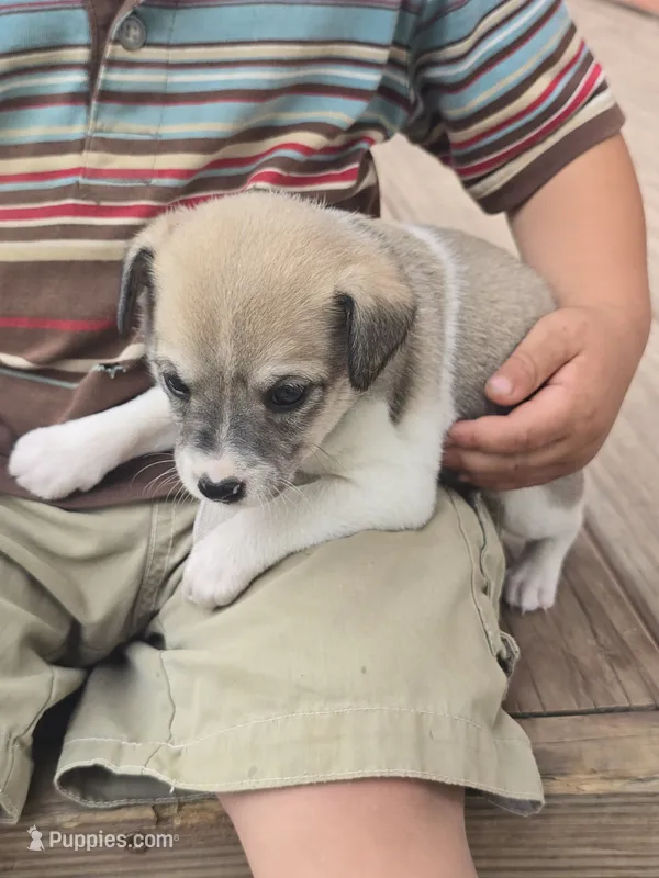 Lucky – Rat Terrier, Chihuahua puppy for sale in Lublin, WI