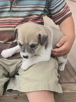 Lucky, a male Rat Terrier and Chihuahua for sale in Lublin, WI – 1 of 4