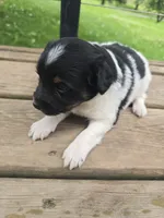 Luca, a male Rat Terrier and Chihuahua for sale in Lublin, WI – 2 of 5