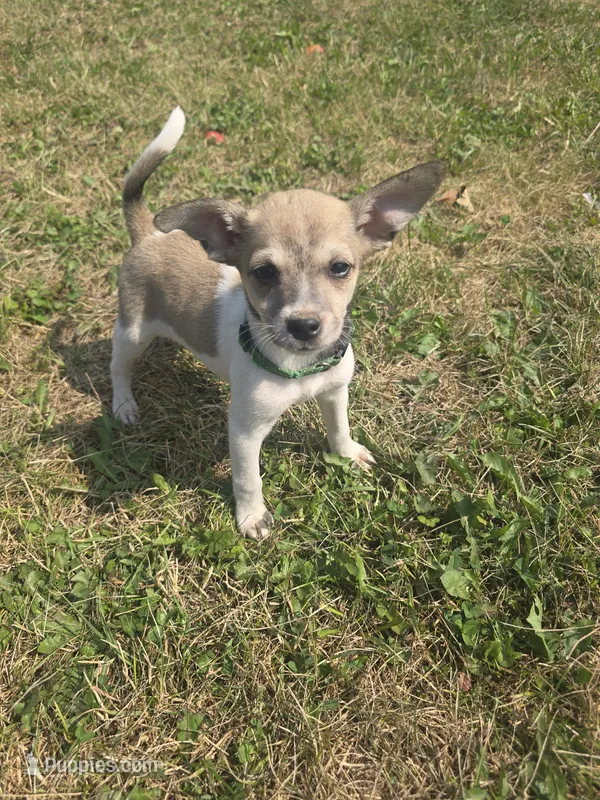 Lucky – Rat Terrier, Chihuahua puppy for sale in Lublin, WI