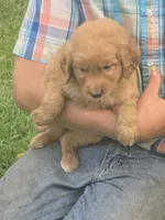Scamp, a male English Goldendoodle for sale in Lublin, WI – 1 of 4