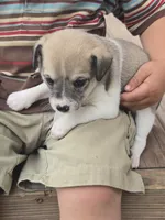 Lucky, a male Rat Terrier and Chihuahua for sale in Lublin, WI – 2 of 4