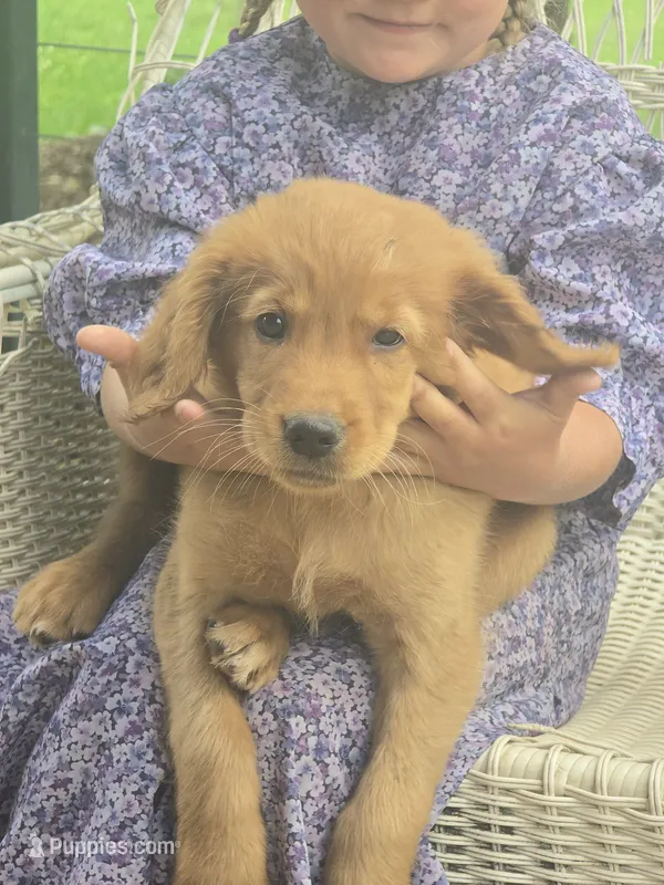 Cooper – English Goldendoodle puppy for sale in Lublin, WI