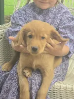 Cooper, a male Golden Retriever for sale in Lublin, WI – 1 of 5