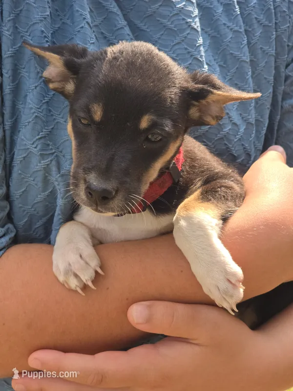 Lilah – Rat Terrier, Chihuahua puppy for sale in Lublin, WI