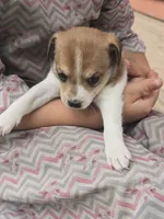 Lacy, a female Rat Terrier and Chihuahua for sale in Lublin, WI – 3 of 4