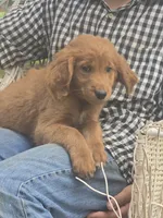 Jasper, a male Golden Retriever for sale in Lublin, WI – 7 of 8