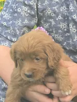 Amber, a female English Goldendoodle for sale in Lublin, WI – 2 of 5