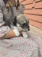 Larson, a male Rat Terrier and Chihuahua for sale in Lublin, WI – 2 of 2