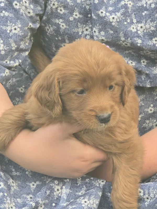 Amber – English Goldendoodle puppy for sale in Lublin, WI