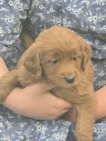 Amber, a female English Goldendoodle for sale in Lublin, WI – 1 of 5