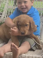 Cinnamon, a male Golden Retriever for sale in Lublin, WI – 3 of 7
