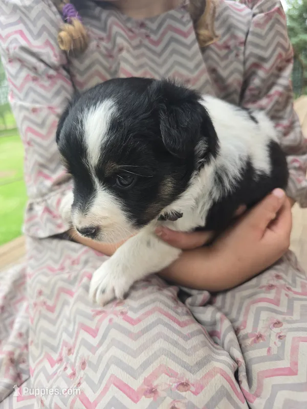 Lilly – Rat Terrier, Chihuahua puppy for sale in Lublin, WI