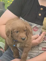 Asher, a male English Goldendoodle for sale in Lublin, WI – 3 of 4