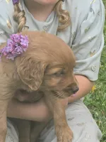 Rosy, a female English Goldendoodle for sale in Lublin, WI – 2 of 4