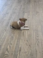 Reduced! Lacy, a female Rat Terrier and Chihuahua for sale in Lublin, WI – 8 of 9