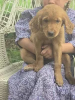 Rosy, a female Golden Retriever for sale in Lublin, WI – 6 of 6