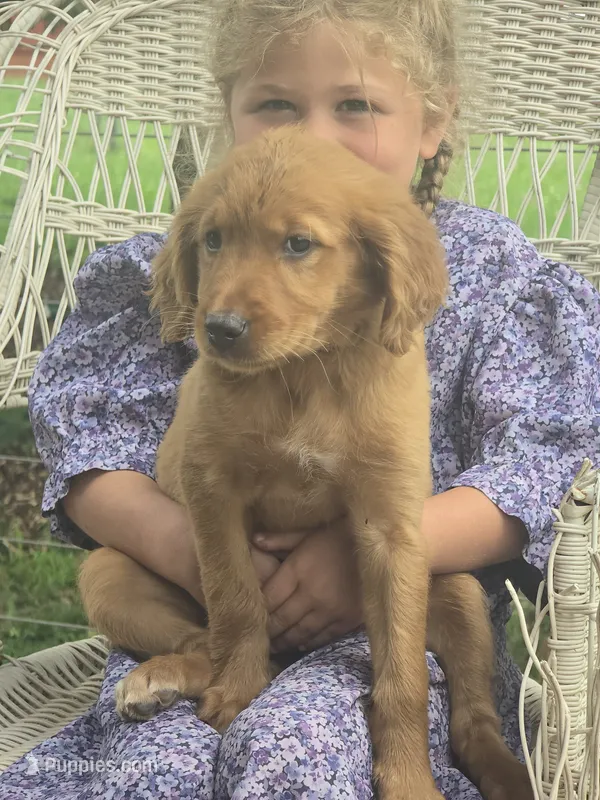 Rosy – English Goldendoodle puppy for sale in Lublin, WI