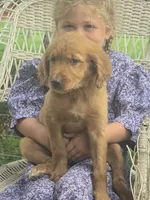 Rosy, a female Golden Retriever for sale in Lublin, WI – 1 of 6