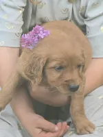 Rosy, a female English Goldendoodle for sale in Lublin, WI – 3 of 4