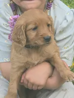 Rosy, a female English Goldendoodle for sale in Lublin, WI – 1 of 4