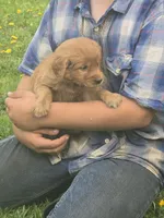 Cooper, a male English Goldendoodle for sale in Lublin, WI – 3 of 4
