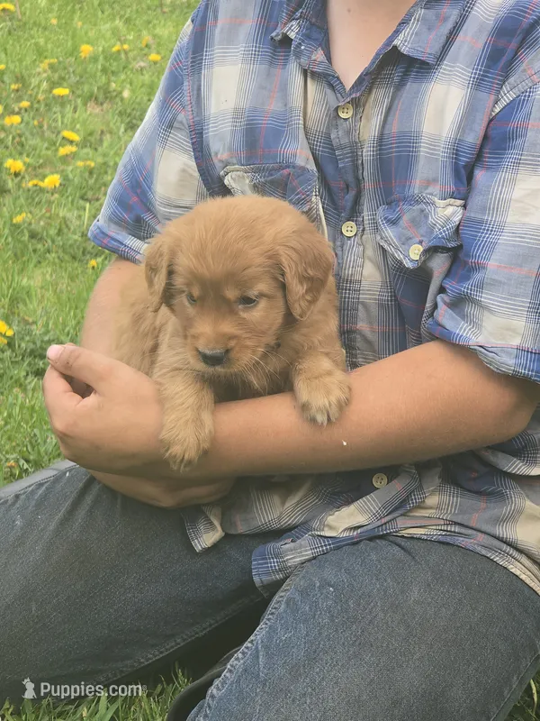 Cooper – English Goldendoodle puppy for sale in Lublin, WI