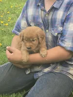 Cooper, a male English Goldendoodle for sale in Lublin, WI – 1 of 4