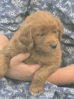 Amber, a female English Goldendoodle for sale in Lublin, WI – 3 of 5