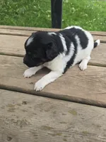 Luca, a male Rat Terrier and Chihuahua for sale in Lublin, WI – 4 of 5