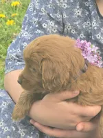 Amber, a female English Goldendoodle for sale in Lublin, WI – 4 of 5