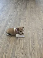 Reduced! Lacy, a female Rat Terrier and Chihuahua for sale in Lublin, WI – 6 of 9