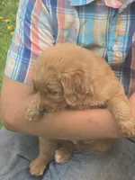 Scamp, a male English Goldendoodle for sale in Lublin, WI – 3 of 4