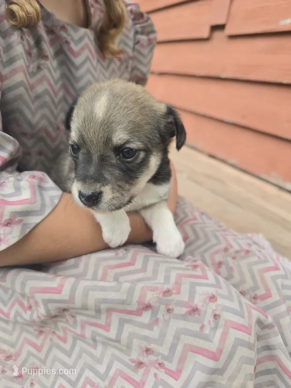 Larson – Rat Terrier, Chihuahua puppy for sale in Lublin, WI