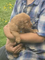 Cinnamon , a male English Goldendoodle for sale in Lublin, WI – 2 of 3