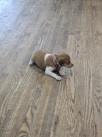 Reduced! Lacy, a female Rat Terrier and Chihuahua for sale in Lublin, WI – 5 of 9