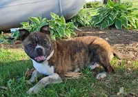 Hunter, a male Boston Terrier and Shiba Inu for sale in Lublin, WI – 2 of 2