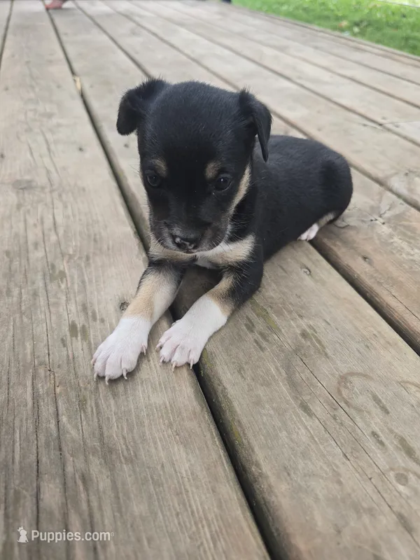 Lilah – Rat Terrier, Chihuahua puppy for sale in Lublin, WI