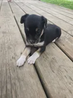 Lilah, a female Rat Terrier and Chihuahua for sale in Lublin, WI – 1 of 3