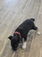 Reduced! Lilah, a female Rat Terrier and Chihuahua for sale in Lublin, WI – 4 of 8