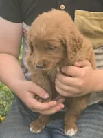 Jasper, a male English Goldendoodle for sale in Lublin, WI – 2 of 5