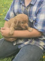 Cooper, a male English Goldendoodle for sale in Lublin, WI – 2 of 4