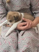 Lacy, a female Rat Terrier and Chihuahua for sale in Lublin, WI – 2 of 4
