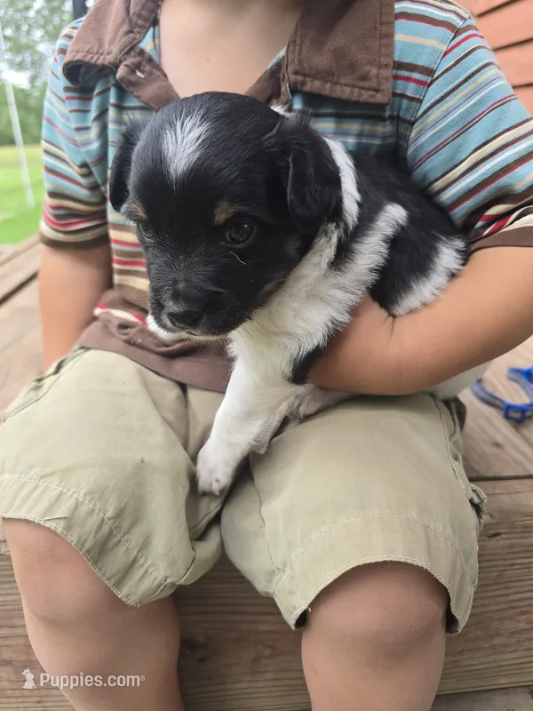 Luca – Rat Terrier, Chihuahua puppy for sale in Lublin, WI