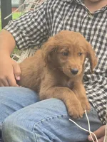 Jasper, a male Golden Retriever for sale in Lublin, WI – 1 of 8