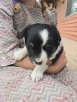 Lilly, a female Rat Terrier and Chihuahua for sale in Lublin, WI – 2 of 2