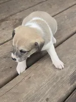 Lucky, a male Rat Terrier and Chihuahua for sale in Lublin, WI – 3 of 4