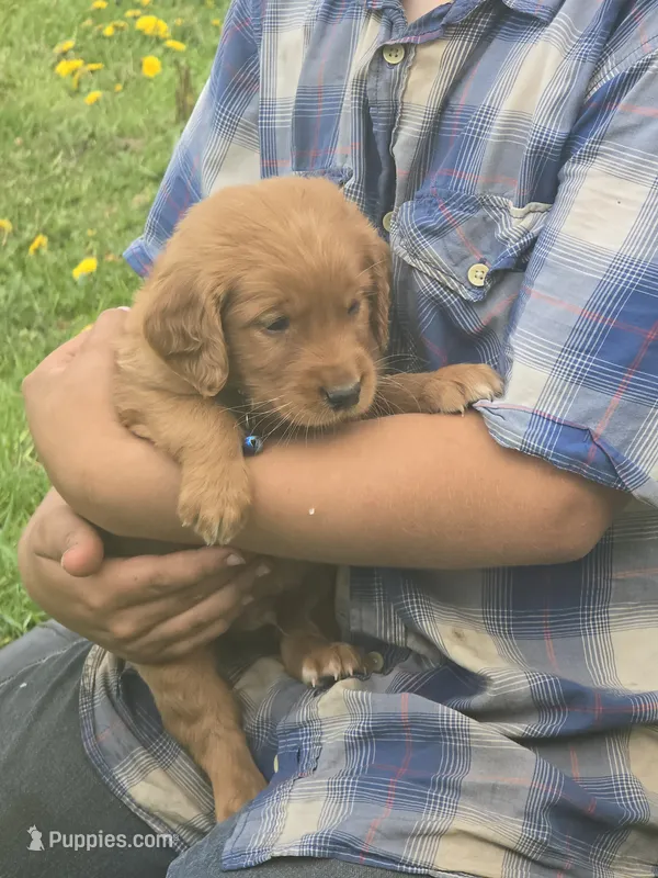 Cinnamon  – English Goldendoodle puppy for sale in Lublin, WI